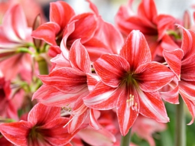 Es adecuado añadir quelato de hierro a un Hippeastrum? 