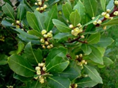 Es adecuado añadir quelato de hierro al laurel?