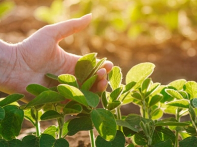 Es compatible el quelato de hierro con la urea foliar?