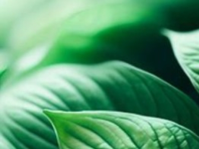 Dónde puedo comprar quelato de hierro de calidad? Respuesta: QuelatoDeHierro.com