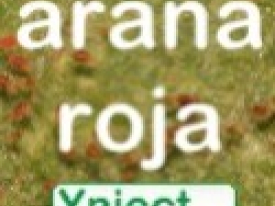 Araña Roja
